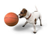 Jack Russell Terrier Playing with Basketball Ball