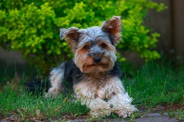 Wall Mural - dog breed Yorkshire Terrier