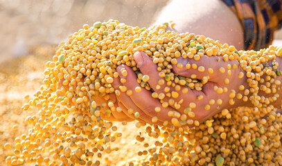 Wall Mural - Farmer holding soy grains in his hands