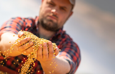 Wall Mural - Farmer holding soy grains in his hands