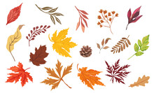Autumn Leaves Or Fall Foliage Icons. Vector Isolated Set Of Maple, Oak Or Birch And Rowan Tree Leaf. Falling Poplar, Beech Or Elm And Aspen Autumn Leaves For Seasonal Holiday Greeting Card Design