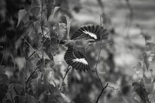 Grayscale Closeup Of A Mockingbird Taking Flight Trees Blurred Background