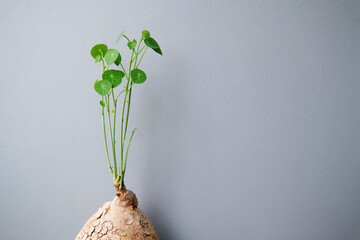 Stephania erecta Craib, Ornamental indoor plants minimalist style for Interior home decoration isolated on gray background with copy space, Fresh green leaves or vine with lovely shapes.