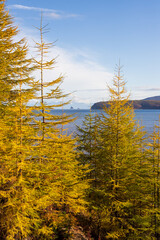 Wall Mural - Beautiful autumn landscape. View of the larch forest and the sea. Larch trees with yellow needles. Traveling and hiking in the forest area. Outdoor recreation. Ecological tourism in northern nature.