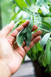 © A Certain Aesthetic - African American woman, Black woman hands holding fresh mature sage plant and leaves from the garden, close up, macro