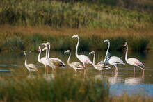 A Group Of Greater Flamingos (Phoenicopterus Roseus) Perched Standing In A Lake