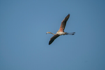 Wall Mural - Greater Flamingos (Phoenicopterus roseus) flying against a blue sky background