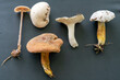 Group of foraged mushrooms