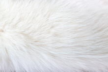 White Animal Fur. Weasel Or Cat Hair. Fur Clothes, White Fur Coat Close Up.