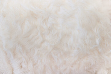 Wall Mural - white animal fur. weasel or cat hair. fur clothes, white fur coat close up.