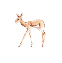 Illustrated Baby Springbok Painted In Watercolor