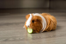 A Long-haired Guinea Pig Sits On The Floor And Eats A Cucumber