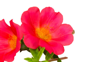 Poster - Pink Flower, Moss rose purslane flower isolated on white background