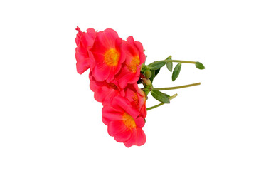 Poster - Pink Flower, Moss rose purslane flower isolated on white background