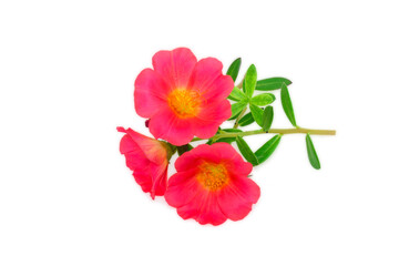 Sticker - Pink Flower, Moss rose purslane flower isolated on white background