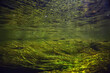 flock of small fish underwater, freshwater bleak fish anchovy seascape
