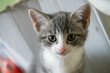 Portrait of a grey kitten