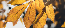 Close Up Image Of Autumn Yellow Leafed Foliage Highlighted By Sun With Blurred Background And Selective Focus