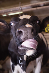 Wall Mural - funny portrait of  cow posing  at farm. dairy industry