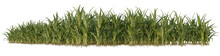Corn Plants  PNG Image _ Corn Plants Transparent Background 