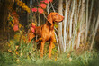 Hungarian vizsla standing in autumn forest looking into distance