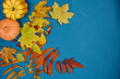 Halloween background concept. Yellow leafs with red berry and pumpkins on blue background