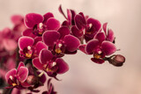 Fototapeta Storczyk - Bordowe płatki kwiatów storczyka. Kompozycje kwiatowe na rozmytym tle.	