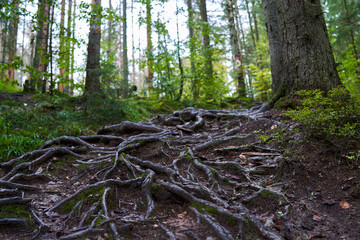 Wall Mural - Tree roots landscape