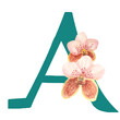 Custom hand drawn vanda orchids alphabet letter A