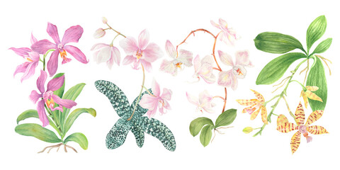 Poster - Watercolor Philippine Phalaenopsis orchids