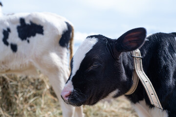 Wall Mural - portrait of cute little holshtain calves standing near hay. nursery on a farm