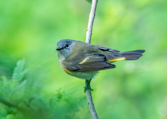 Wall Mural - American Redstart warbler perched on a branch 