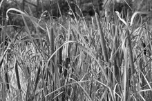 Wild Grasses And Reeds Growing In The Shallow Lake Waters In A Black And White Monochrome.