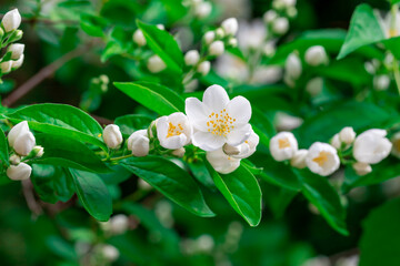 Wall Mural -  Jasmine flowers.  Close up of jasmine flowers in a garden.