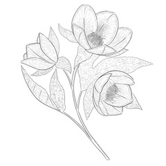 Wall Mural - Helleborous outline botanical illustration