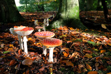 Fly Agaric Mushrooms In Beech Woodland, Surrey, UK.