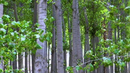 Wall Mural - Landscape of Choperas (Populus sp.) in autumn in the river Eresma and the hermitage of Ntra. Señora las Vegas. Aerial view from a drone. The Orchards. Province of Segovia. Castile and Leon. Spain. Eur