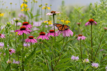 A Monarch Butterfly On Pink Coneflowers