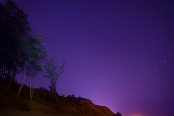 Wall Mural - big green trees in a forest under blue dark sky