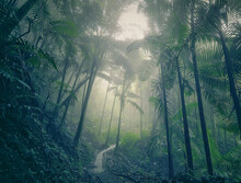 El Yunque National Rain Forest. Beautiful Nature Path. Rainforest Art. Green Art. Rainforest Landscape Scene.