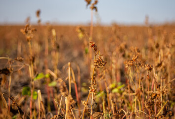 Buckwheat after frost. Frozen leaves and flowers of Buckwheat. Plants after sharp cold snap. Dead parts of plants after frost. destroyed crops, collapse of business.