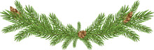 Vector Christmas Tree Branches On A White Background. A Beautiful Design Element For A Website