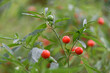 Extreme closeup of solanum pseudocapsicum ornamental plant with red berries in the foreground and blurred green background, shallow depth of field