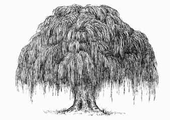 hand drawn willow in sketch style isolated on white background. monochrome tall big tree. vintage ar