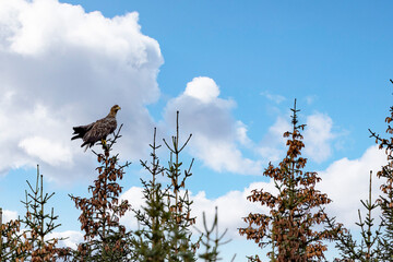 Wall Mural - Sea eagle on a tree topp,Brønnøy,Nordland county,Norway