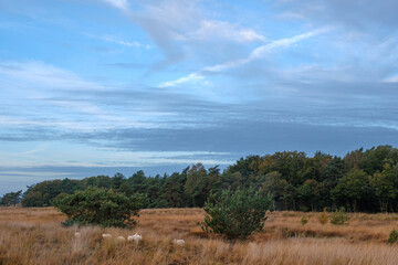 Canvas Print - Nature reserve Holtingerveld, Drenthe province, The Netherlands Natuurgebied Holtingerveld