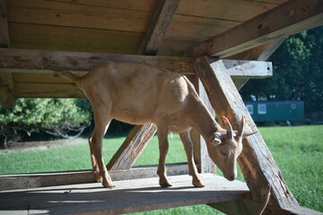 Poster - Curious light brown baby goat standing on a wooden structure in the middle of a green meadow