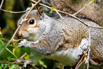 Sticker - Closeup shot of Eastern gray squirrel eating sitting on twigs forest