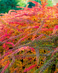 Poster - Autumn landscape with bright colorful leaves.