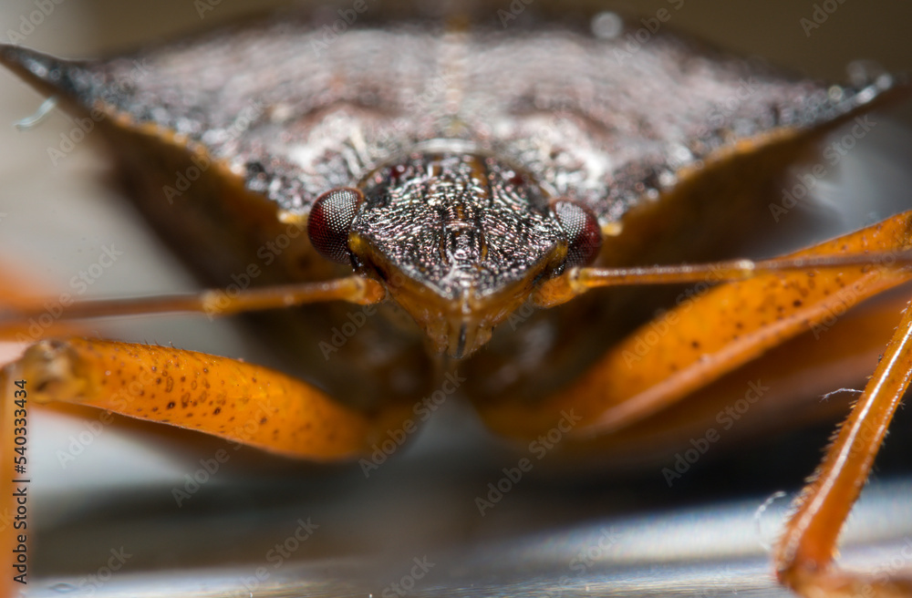 Artistic close ups of a marmorated stink bug or Halyomorpha halys, a ...